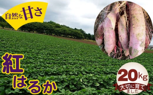 No.413 紅はるか20kg / お芋 甘い さつまいも 茨城県