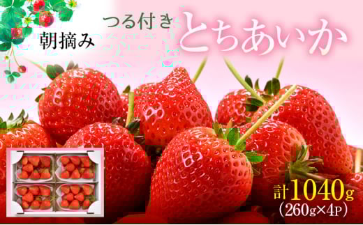 【先行予約】つる付き とちあいか 4パック(3~5月発送) | いちご 果物 フルーツ 苺 イチゴ くだもの 朝取り 新鮮 美味しい 甘い ※2026年3月上旬~5月中旬頃に順次発送予定