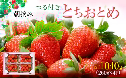【先行予約】つる付き とちおとめ 4パック(3月~5月発送) | いちご 果物 フルーツ 苺 イチゴ くだもの 朝取り 新鮮 美味しい 甘い ※2026年3月上旬~5月中旬頃に順次発送予定