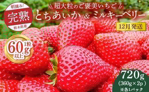 【先行予約】【12月発送】1粒60g以上!超大粒の《ご褒美いちご》朝摘み完熟とちあいか&ミルキーベリー紅白セット 720g(360g×各1p) ※離島への配送不可 ※2025年12月上旬~12月下旬頃に順次発送予定