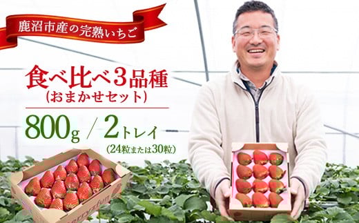 【先行予約/数量限定】【贅沢いちごセット】完熟いちご食べ比べ3品種(24粒または30粒)おまかせセット2トレイ800g | 栃木県 鹿沼市 産地直送 旬 いちご こだわり 高級品 贈答用 イチゴ 苺 果物 フルーツ 期間限定   ※2025年12月中旬~2026年2月中旬頃に順次発送予定