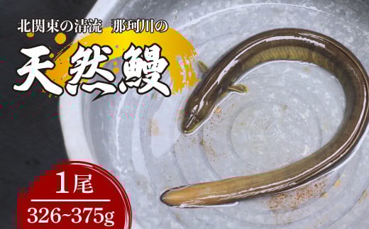 天然鰻 北関東の清流「那珂川産」 真空冷凍 1尾 326～375g | 鰻 うなぎ ウナギ 天然 天然うなぎ 希少 貴重 鮮魚 新鮮 北関東 清流 蒲焼 かば焼き 白焼き 炭火焼 うな重 うな丼 Riverline 栃木県 茂木町