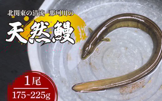 天然鰻 北関東の清流「那珂川産」 1尾 175~225g 真空冷凍 | 鰻 うなぎ ウナギ 天然 天然うなぎ 希少 貴重 鮮魚 新鮮 北関東 清流 蒲焼 かば焼き 白焼き 炭火焼 うな重 うな丼 Riverline 栃木県 茂木町
