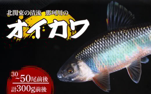 天然オイカワ 北関東の清流「那珂川産」 30~50尾前後 計300g前後 冷凍 | オイカワ 天然 釣り 川魚 鮮魚 新鮮 北関東 清流 唐揚げ から揚げ 素揚げ 塩焼き 炭火焼 Riverline 栃木県 茂木町