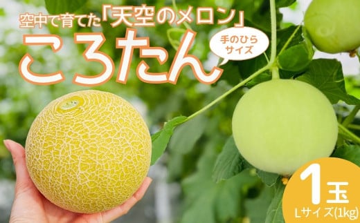 [先行受付]美土里農園の高糖度メロン ころたん 1玉(1kg×1個)| メロン ころたん めろん コロタン フルーツ 果物 ギフト 贈り物 食べきりサイズ 美土里農園 栃木県 茂木町