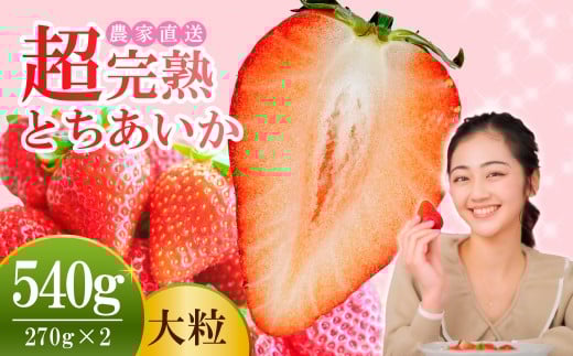 【先行受付:1月中旬以降発送】いちご 小島さんちの 完熟 とちあいか 大粒 約270g × 2パック 合計 約540g | いちご イチゴ 苺 とちあいか 完熟 甘い あまい 大粒 果物 フルーツ くだもの 旬 産地直送 栃木県産 小島いちご園 栃木県 茂木町
