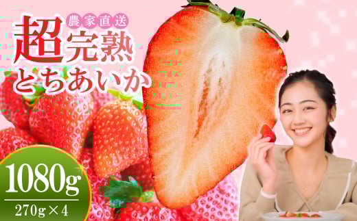 【先行受付:2月以降発送】いちご 小島さんちの完熟 とちあいか レギュラーサイズ 約270g×4パック 合計 約1080g | いちご イチゴ 苺 とちあいか 完熟 大粒 果物 フルーツ くだもの あまい 甘い 産地直送 栃木県産 小島いちご園 栃木県 茂木町