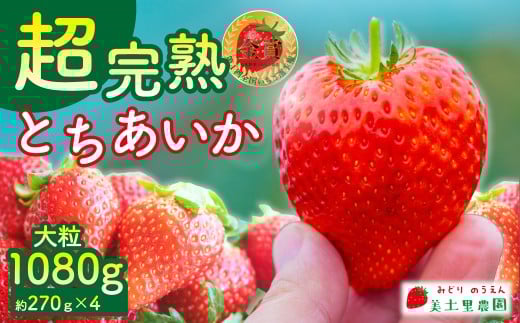 【先行受付：3月以降発送】いちご 「茂木完熟いちご」　美土里農園の朝採れ とちあいか 大粒 約270g × 4パック 合計 約1080g | いちご イチゴ 苺 とちあいか  完熟 果物 甘い あまい フルーツ くだもの 旬 産地直送 栃木県産 美土里農園 栃木県 茂木町