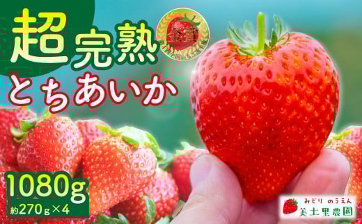 【先行受付：2月以降発送】いちご 「茂木完熟いちご」　美土里農園の朝採れ とちあいか レギュラーサイズ 約270g × 4パック 合計 約1080g | いちご イチゴ 苺 とちあいか 完熟 果物 フルーツ くだもの 旬 産地直送 栃木県産 美土里農園 栃木県 茂木町