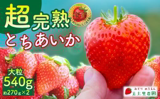 【先行受付：3月以降発送】いちご 「茂木完熟いちご」　美土里農園の朝採れ とちあいか 大粒 約270g × 2パック 合計 約540g | いちご イチゴ 苺 とちあいか 完熟 果物 フルーツ 甘い あまい くだもの 旬 産地直送 栃木県産 美土里農園 栃木県 茂木町