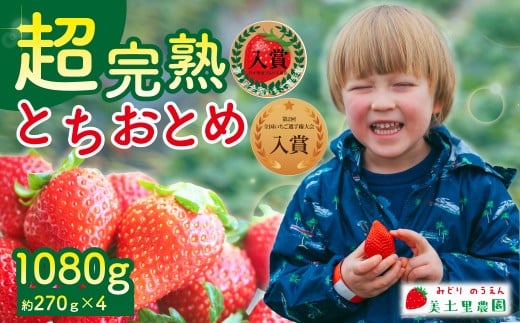 【先行受付：3月以降発送】いちご 「茂木完熟いちご」　美土里農園の朝採れ とちおとめ レギュラーサイズ 約270g×4パック 合計 約1080g | いちご イチゴ 苺 とちおとめ 完熟 甘い あまい 入賞 果物 フルーツ くだもの 旬 産地直送 栃木県産 美土里農園 栃木県 茂木町