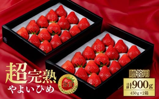 [先行受付:1月中旬以降発送]いちご 鈴木ファームの朝摘み やよいひめ ギフトセット900g(450g×2箱) | いちご イチゴ 苺 とちあいか とちおとめ 完熟 甘い あまい 果物 フルーツ 鈴木ファーム 栃木県 茂木町