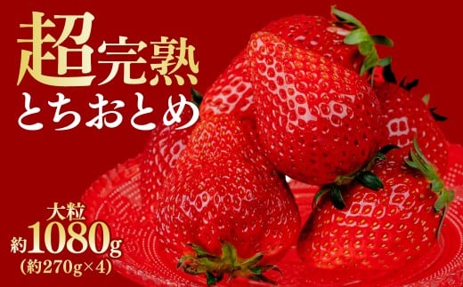 [先行受付:1月中旬以降発送]鈴木ファームの厳選&完熟&朝摘み とちおとめ 大粒 1080g(4パック) | いちご イチゴ 苺 とちおとめ 完熟 甘い あまい 果物 フルーツ くだもの 旬 産地直送 栃木県産 鈴木ファーム 栃木県 茂木町