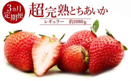 【先行受付:1月中旬以降発送】<3回定期便>いちご「茂木完熟いちご」 篠崎さんが育てた 朝どれとちあいか レギュラーサイズ 約270g × 4パック 合計 1080g | いちご イチゴ 苺 とちあいか 完熟 果物 フルーツ くだもの 旬 産地直送 栃木県産 篠崎いちご園 栃木県 茂木町
