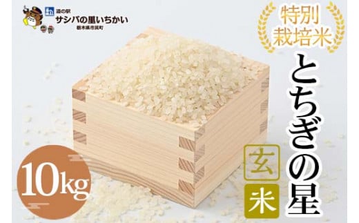 特別栽培米 玄米〈とちぎの星〉10kg | 国産 栃木県産 とちぎの星 米 お米 特別栽培米 玄米 栃木米 とちぎ米 米の食味ランキング特A評価 産地直送 送料無料 ※離島への配送不可 ※2025年9月中旬頃より順次発送予定