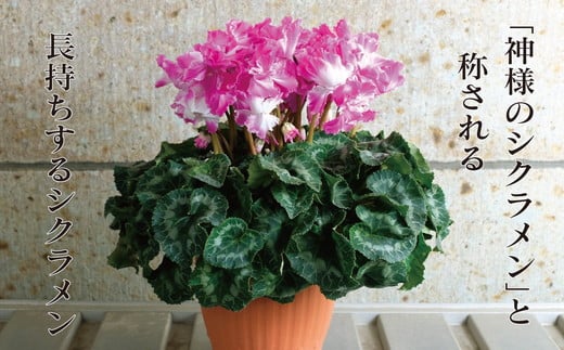 厳選シクラメン鉢“ロイヤルウェーブ”【花・シクラメン・鉢】お花 ガーデニング かわいい おしゃれ 送料無料 ※2025年11月下旬～12月下旬頃に順次発送予定 ※北海道への配送不可