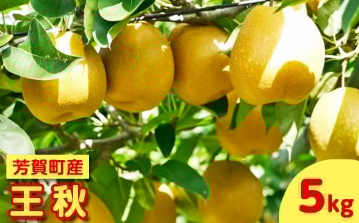【先行予約】栃木県芳賀町産「王秋」約5kg | 梨 なし 果物 フルーツ 秋の味覚 産地直送 期間限定 季節限定 季節商品 送料無料 栃木県 芳賀町 ※2025年10月下旬~11月中旬頃に順次発送予定 ※離島への配送不可◇