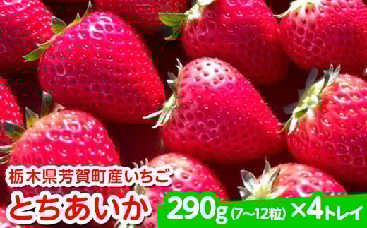 【先行予約】栃木県芳賀町産いちご とちあいか290g(7~12粒)×4トレイ | 果物 フルーツ いちご 苺 イチゴ とちあいか ブランド 期間限定 季節限定 旬 国産※2026年1月上旬~4月下旬頃に順次発送予定