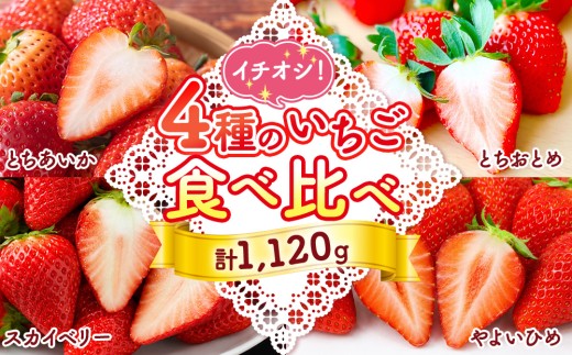【先行受付】小野崎農園 イチオシいちご4種食べ比べセット (とちあいか とちおとめ スカイベリー やよいひめ各280g 4パック入り1箱) ｜果物 苺 栃木県産 小野崎農園 数量限定 期間限定 ※2027年1月～発送