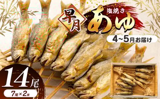 【先行予約】【4月～5月旬の鮎をお届け】早月あゆ（塩焼き）成魚になる前のやわらかい鮎 | 早月あゆ 塩焼き旬 やわらかい 早月あゆの塩焼き 成魚前 早月あゆ 4月 早月鮎 塩焼きお取り寄せ 旬の鮎 塩焼 新鮮早月あゆ塩焼き ギフト ふるさと納税 栃木県 那珂川町 送料無料