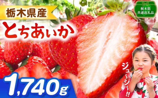 【栃木県共通返礼品】【先行予約】とちあいか 1740g | 果物 くだもの フルーツ 野菜 やさい ヤサイ 苺 イチゴ いちご とちあいか 新鮮 甘い 数量 限定 美味しい 果物 共通返礼品 フルーツ デザート 栃木県 那珂川町 送料無料