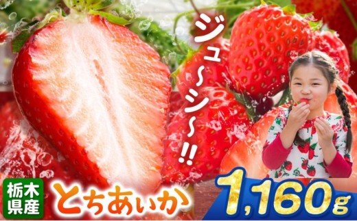 【栃木県共通返礼品】【先行予約】とちあいか 1160g | 果物 くだもの フルーツ 野菜 やさい ヤサイ 苺 イチゴ いちご とちあいか 新鮮 甘い 数量 限定 美味しい 果物 共通返礼品 フルーツ デザート 栃木県 那珂川町 送料無料