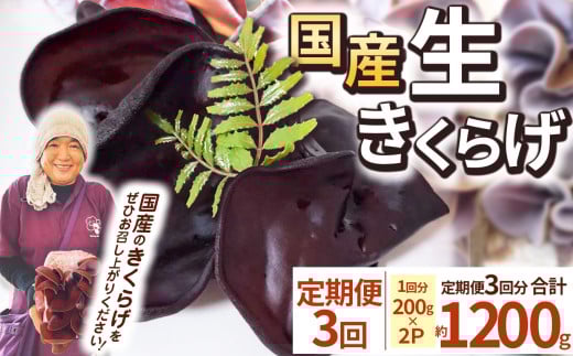 【期間限定】【定期便3回】生きくらげ 200g×2P ともちゃん農園 |定期便 きくらげ 生きくらげ 食物繊維 鉄分 カルシウム ビタミンD カリウム アミノ酸 低カロリー ダイエット中でも安心 高血圧予防 ふるさと 納税 栃木県 那珂川町 送料無料