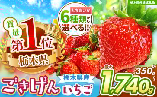[栃木県共通返礼品][チョイス限定企画][先行予約]とちあいかデラックス 290g×6| いちご とちあいか 大粒 新鮮 甘い 数量 限定 美味しい スイーツ ジューシー 果物 共通返礼品 フルーツ デザート 栃木県 那珂川町 送料無料