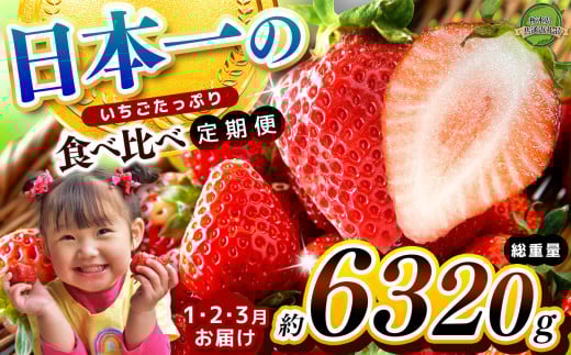 [栃木県共通返礼品][定期便3回]日本一のいちごたっぷり食べ比べ定期便 | いちご とちあいか 朝採れ たっぷり ぎっしり サイズ ジューシー 大粒 新鮮 甘い 数量 限定 美味しい 果物 共通返礼品 フルーツ デザート 栃木県 那珂川町 送料無料