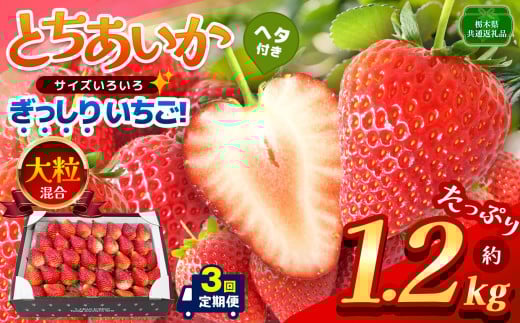 [栃木県共通返礼品][定期便3回][先行予約]ぎっしり とちあいか 大粒(サイズ不揃い) 約1.2kg | いちご とちあいか ぎっしり サイズ 不揃い 大粒 新鮮 甘い 数量 限定 美味しい 果物 共通返礼品 フルーツ デザート 栃木県 那珂川町 送料無料