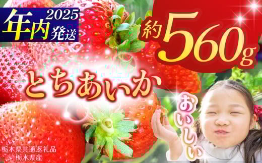 [栃木県共通返礼品][2025年先行予約]とちあいか 280g×2P| 年内発送 果物 くだもの フルーツ 野菜 やさい ヤサイ 苺 イチゴ いちご とちあいか 新鮮 甘い 数量 限定 美味しい 果物 共通返礼品 フルーツ デザート 栃木県 那珂川町 送料無料