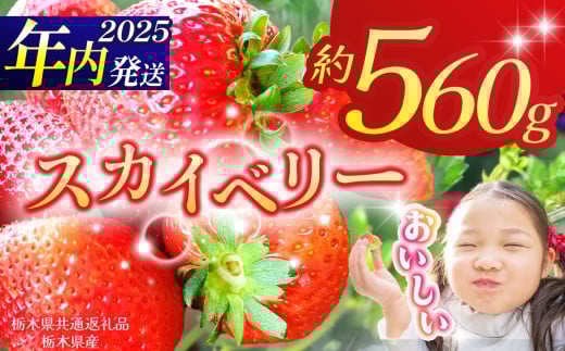 [栃木県共通返礼品][2025年先行予約]スカイベリー 280g×2P| 年内発送 果物 くだもの フルーツ 野菜 やさい ヤサイ 苺 イチゴ いちご スカイベリー 新鮮 甘い 数量 限定 美味しい 果物 共通返礼品 フルーツ デザート 栃木県 那珂川町 送料無料