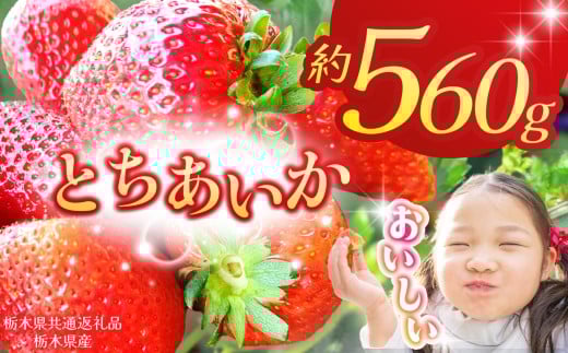[栃木県共通返礼品][2026年先行予約]とちあいか 280g×2P| 年始発送 果物 くだもの フルーツ 野菜 やさい ヤサイ 苺 イチゴ いちご とちあいか 新鮮 甘い 数量 限定 美味しい 果物 共通返礼品 フルーツ デザート 栃木県 那珂川町 送料無料