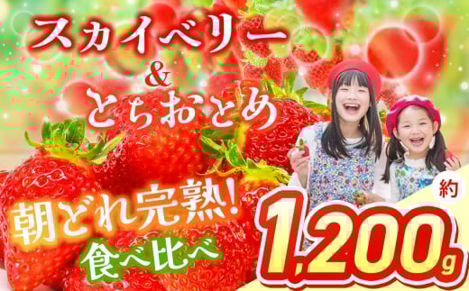 【2026年先行予約】 スカイベリー&とちおとめ 食べ比べ 300g×2×2箱 | 果物 くだもの フルーツ 野菜 やさい ヤサイ 苺 イチゴ いちご とちおとめ スカイベリー 食べ比べ 新鮮 甘い 数量 限定 美味しい 果物 フルーツ デザート 栃木県 那珂川町 送料無料