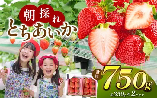 [栃木県共通返礼品][贈答用]朝採れいちご とちあいか 350g×2P | いちご とちあいか 朝採れ 贈答用 大粒 新鮮 甘い 美味しい 果物 デザート 栃木県 那珂川町
