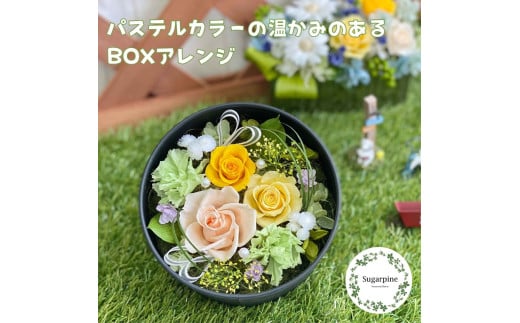 プリザーブドフラワー　レンツ　春日部市　シュガーパイン（AJ241）