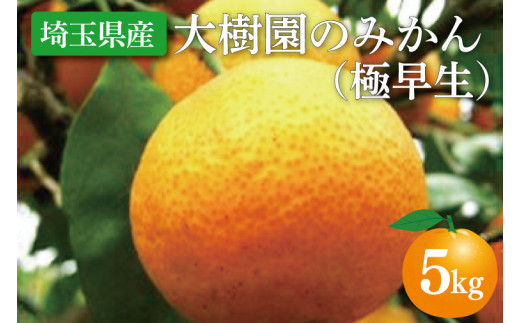 大樹園のみかん（極早生）5kg【果物 有機栽培 美味しい 春日部市 埼玉県】（CH002-1）