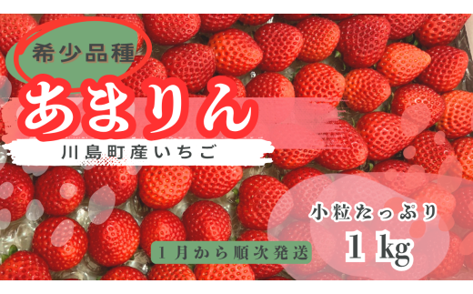 ※先行受付【希少あまりん】朝採れ!いちごあまりん1kg  どらちゃん農園 人気 あまりん 小粒たっぷり 希少国産 埼玉県 川島町産 完熟いちご 期間限定