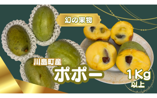 ※限定10個【幻の果物ポポー〈7月から先行予約受付開始!〉】 希少な幻の果物ポポー1kg以上 農薬不使用 栄養豊富 希少 国産 埼玉県 川島町産 ポポー 期間限定 (8月下旬頃から発送開始のお品です)