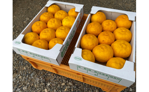 ゆずセット 　A021