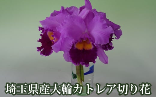 埼玉県産大輪カトレア切り花7輪前後入（ピンク系） [No.158]