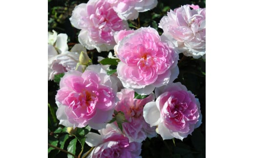 バラの家 [シャリマー] 6号鉢植え品 育てやすい次世代のバラ苗 [0176]｜rosaorientis ロサオリエンティス 薔薇