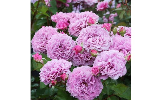 バラの家 [コリンクレイヴン] 6号鉢植え品 育てやすい次世代のバラ苗 [0178]｜rosaorientis ロサオリエンティス 薔薇