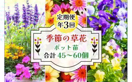 [定期便／年3回] 季節の草花 詰め合わせ｜花苗 ポット苗 宿根草 多年草 一年草 園芸 ガーデニング [0134]