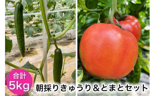 朝採りきゅうり＆とまとセット｜新鮮 産直 農家 直送 トマト キュウリ 野菜 埼玉 杉戸 [0205]