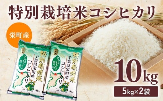 令和7年産米(数量限定)栄町産 特別栽培米 コシヒカリ10kg(5kg袋×2) ちば緑耕舎|令和7年産 白米 新米 精米 お米 コメ ごはん お弁当 おにぎり 人気 おすすめ ※沖縄・離島への配送不可 ※2025年10月上旬頃より順次発送予定 26-1
