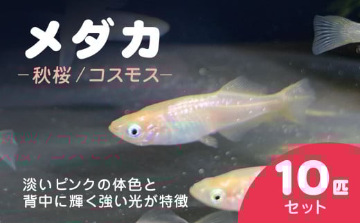 メダカ 秋桜(コスモス) 10匹セット / ふるさと納税 めだか メダカ 秋桜 コスモス 淡水魚 鑑賞魚 飼育 千葉県 長南町 CNT002