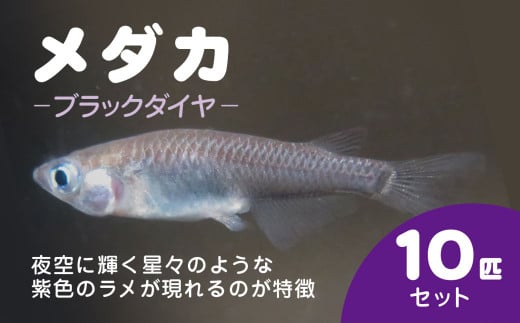 メダカ ブラックダイヤ 10匹セット / ふるさと納税 めだか メダカ ブラックダイヤオロチ 黒 神秘的 淡水魚 鑑賞魚 飼育 千葉県 長南町 CNT003