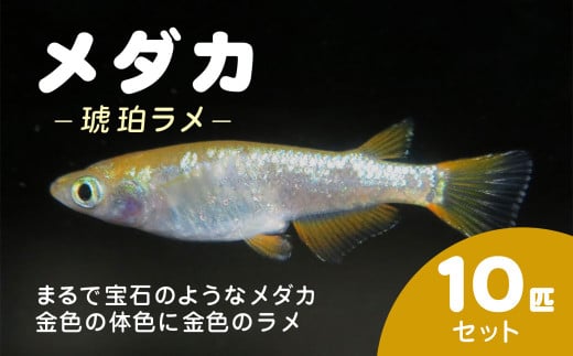 メダカ 琥珀ラメ 10匹セット / ふるさと納税 めだか メダカ 琥珀 ラメ 金色 神秘的 淡水魚 鑑賞魚 飼育 千葉県 長南町 CNT004