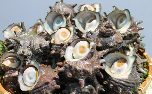 B202 活砂出しさざえ １６５０ｇ（１５０～１８０ｇ）×１０個